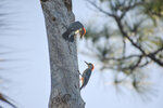 Red-Bellied Woodpeckers