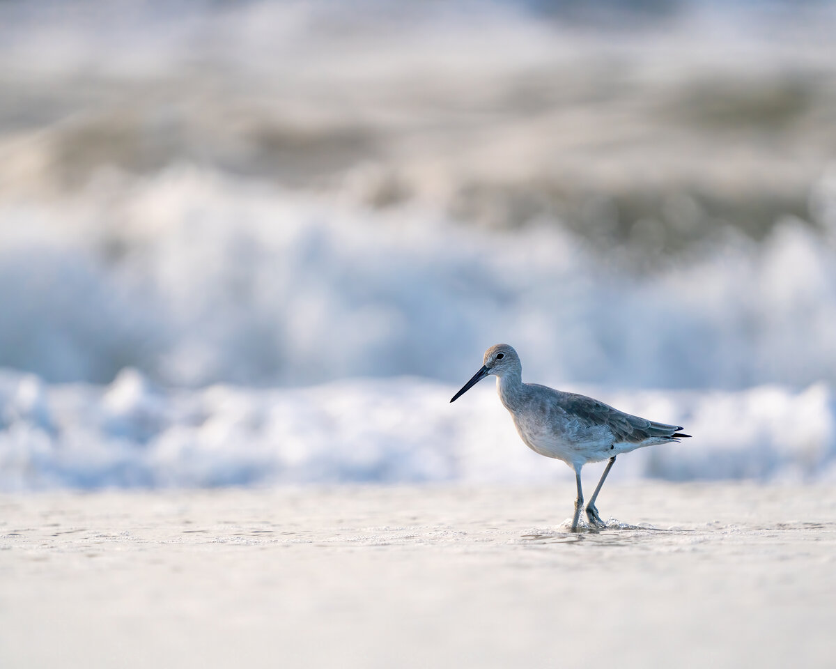 Shorebird Along the Surfline