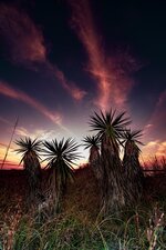 Yucca Silhouettes at Dusk