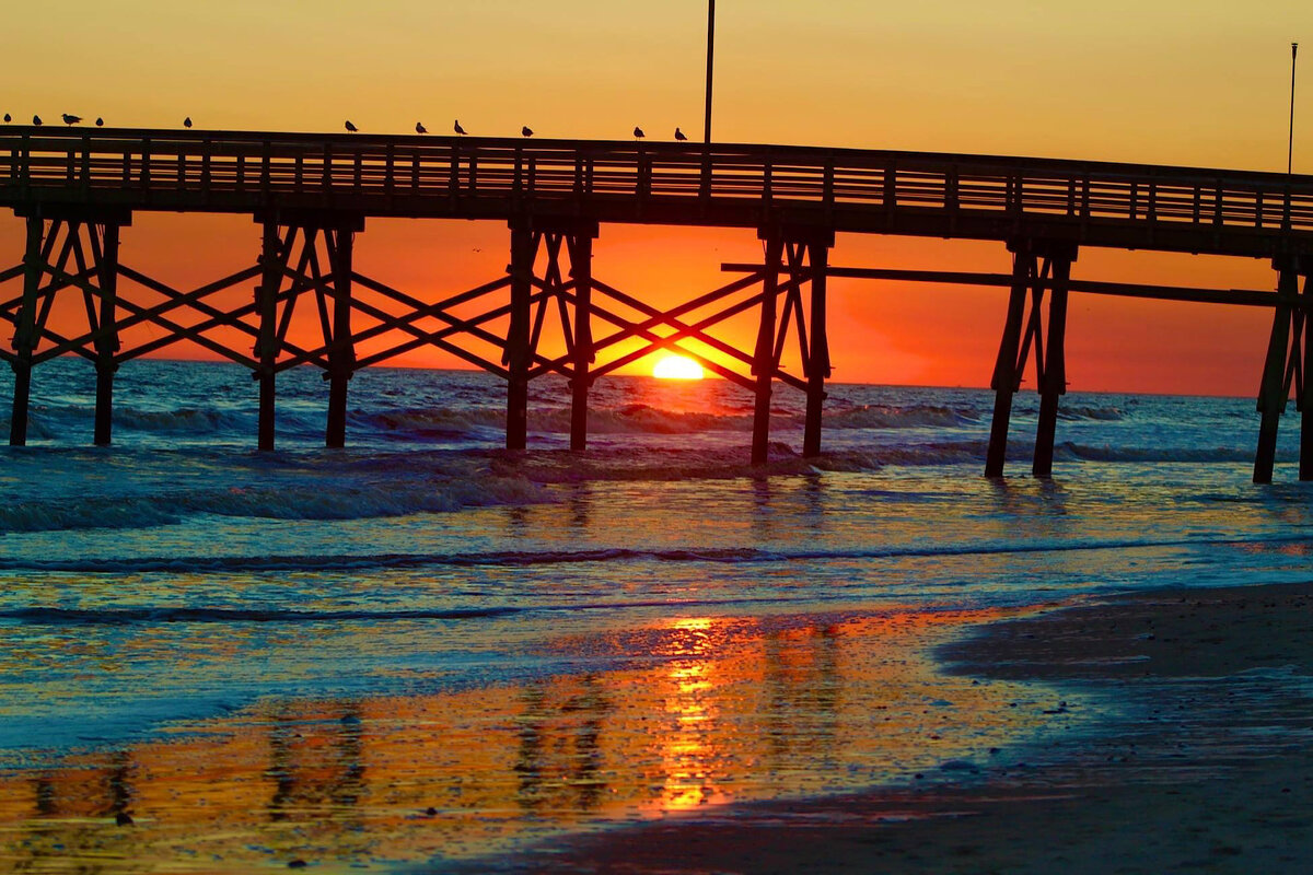 Gulls at Sunset