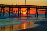 Gulls at Sunset