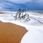 Driftwood in the Surf