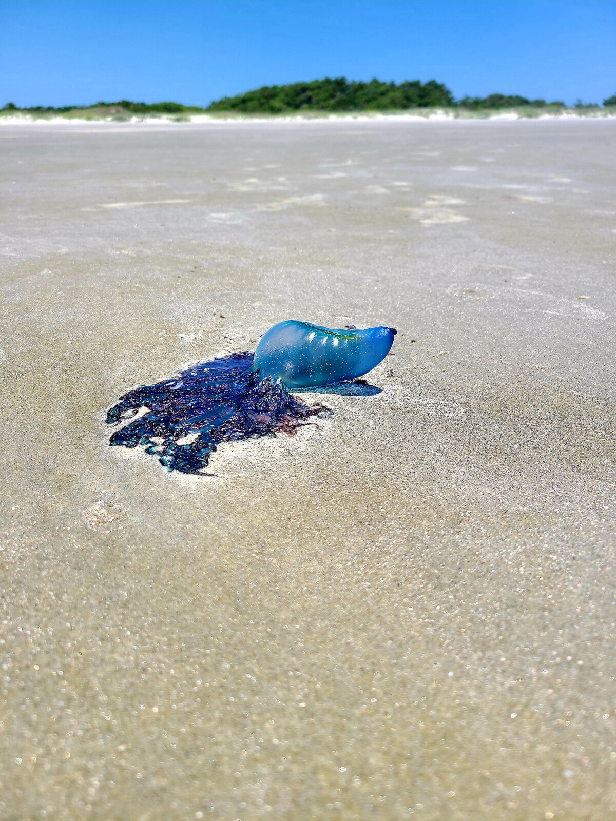 Portuguese Man o' War