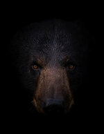 Black Bear Portrait