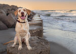 Good Boy on the Rocks