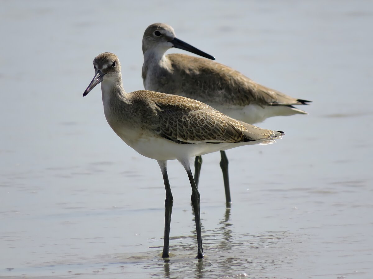 Willets Wading the Shallows