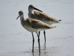 Willets Wading the Shallows