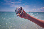 Conch Shell Catch