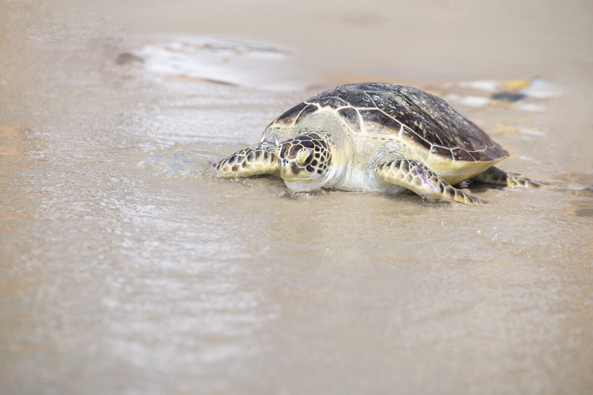 Sea Turtle Returning to the Surf