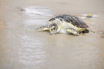Sea Turtle Returning to the Surf