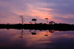 Twilight Tree Line Reflection