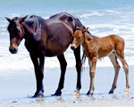 Mare and Foal on the Shore