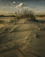 Windblown Dune Grass