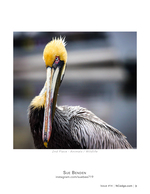 Brown Pelican Portrait