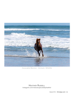 Wild Horse in the Surf