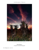 Yucca Blooms at Sunset
