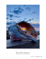 Whelk Shell at Dusk