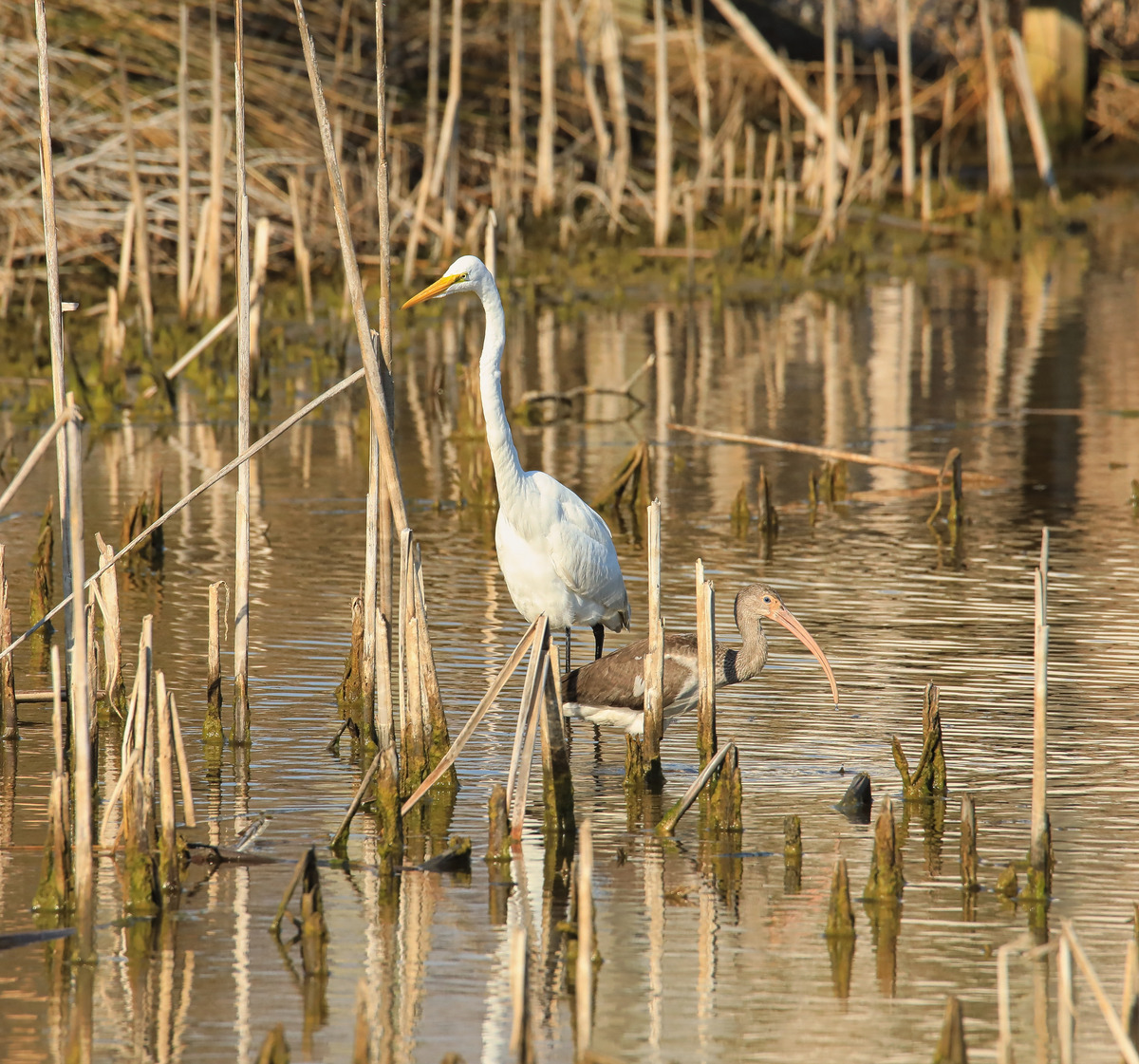 Egret and Ibis in the Marsh