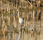 Egret and Ibis in the Marsh