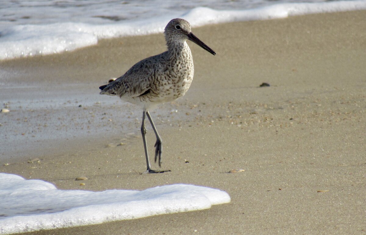 OBX Willet Poser