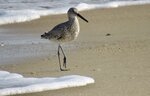 OBX Willet Poser