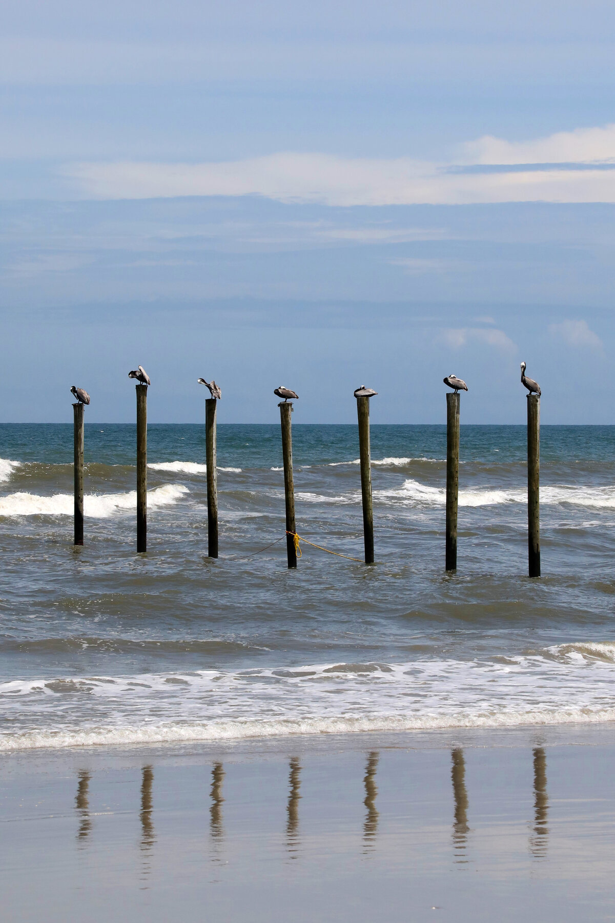 Sea Birds