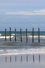 Sea Birds