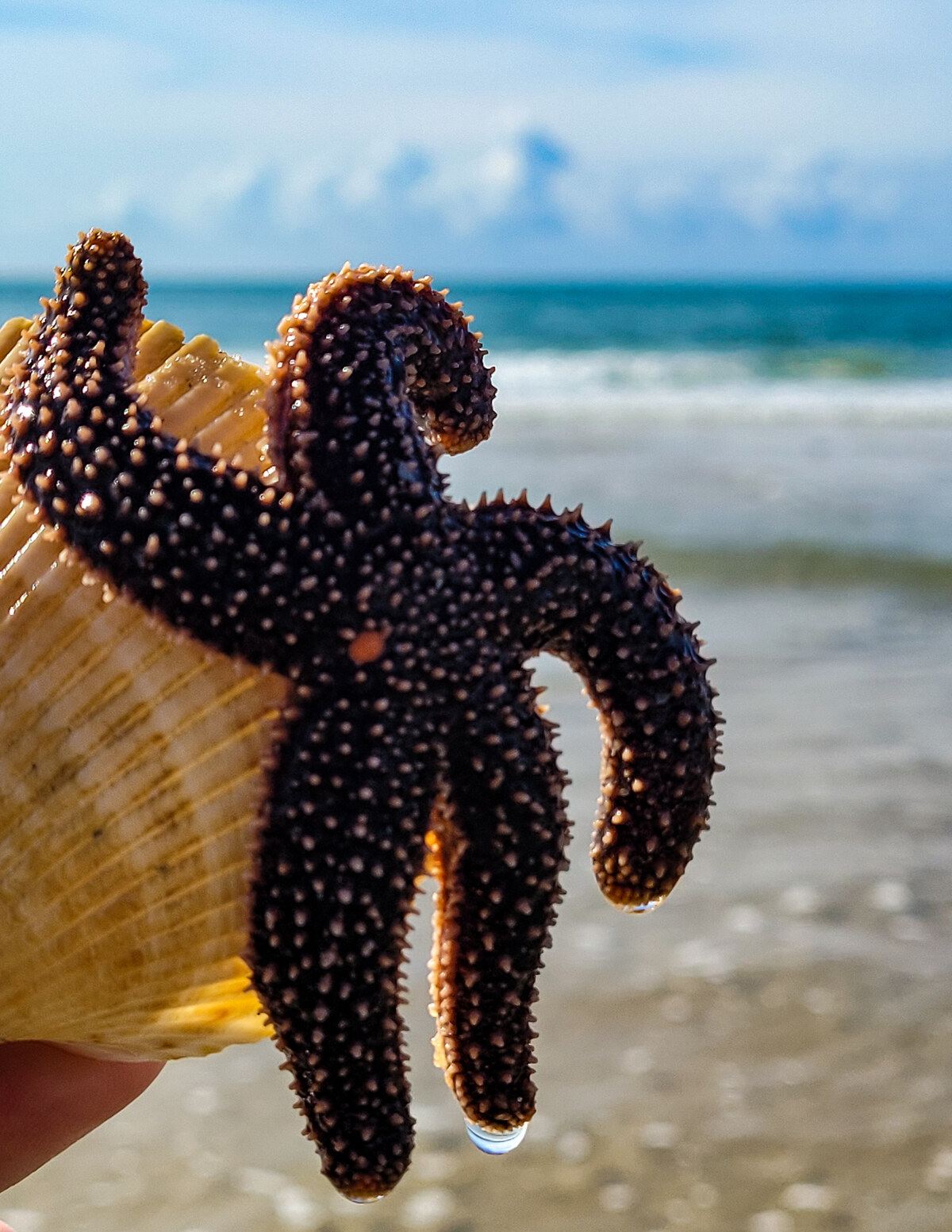 Starfish and Shell