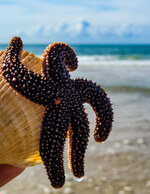 Starfish and Shell