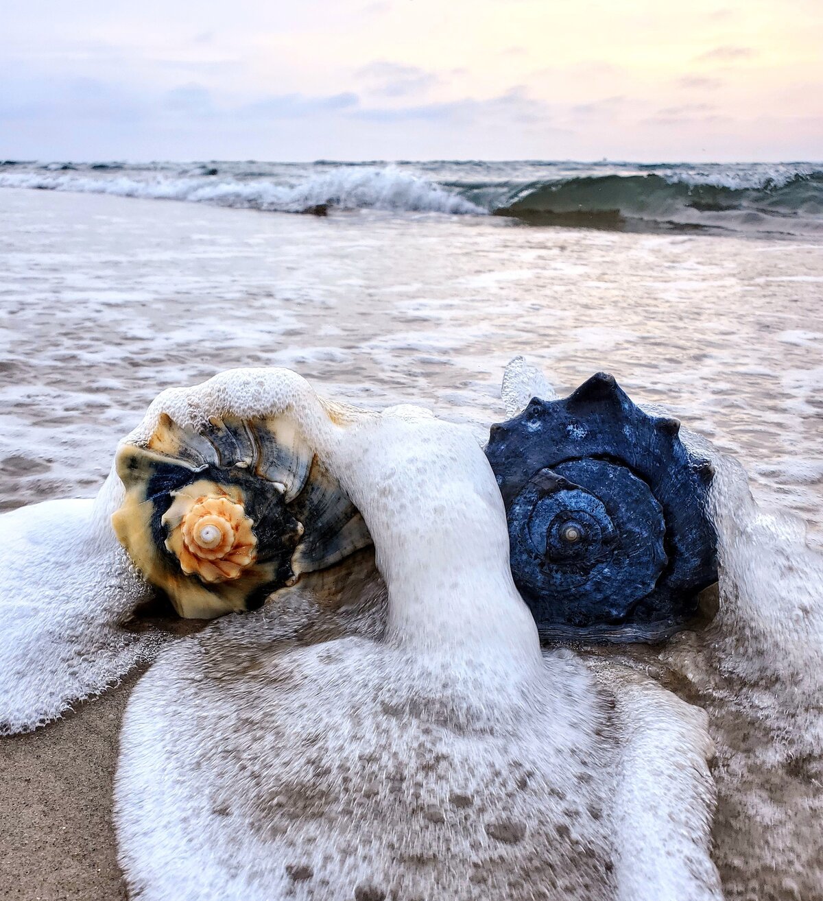 Shells in the Surf