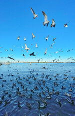 Gulls Over New Bern