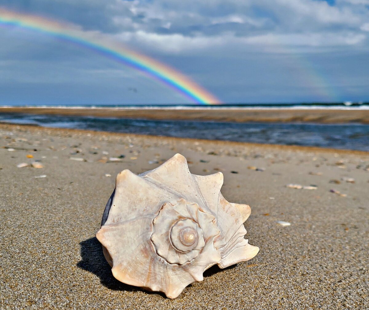 Rainbow Over the Whelk Shell