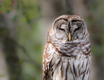 Barred Owl Stare Down