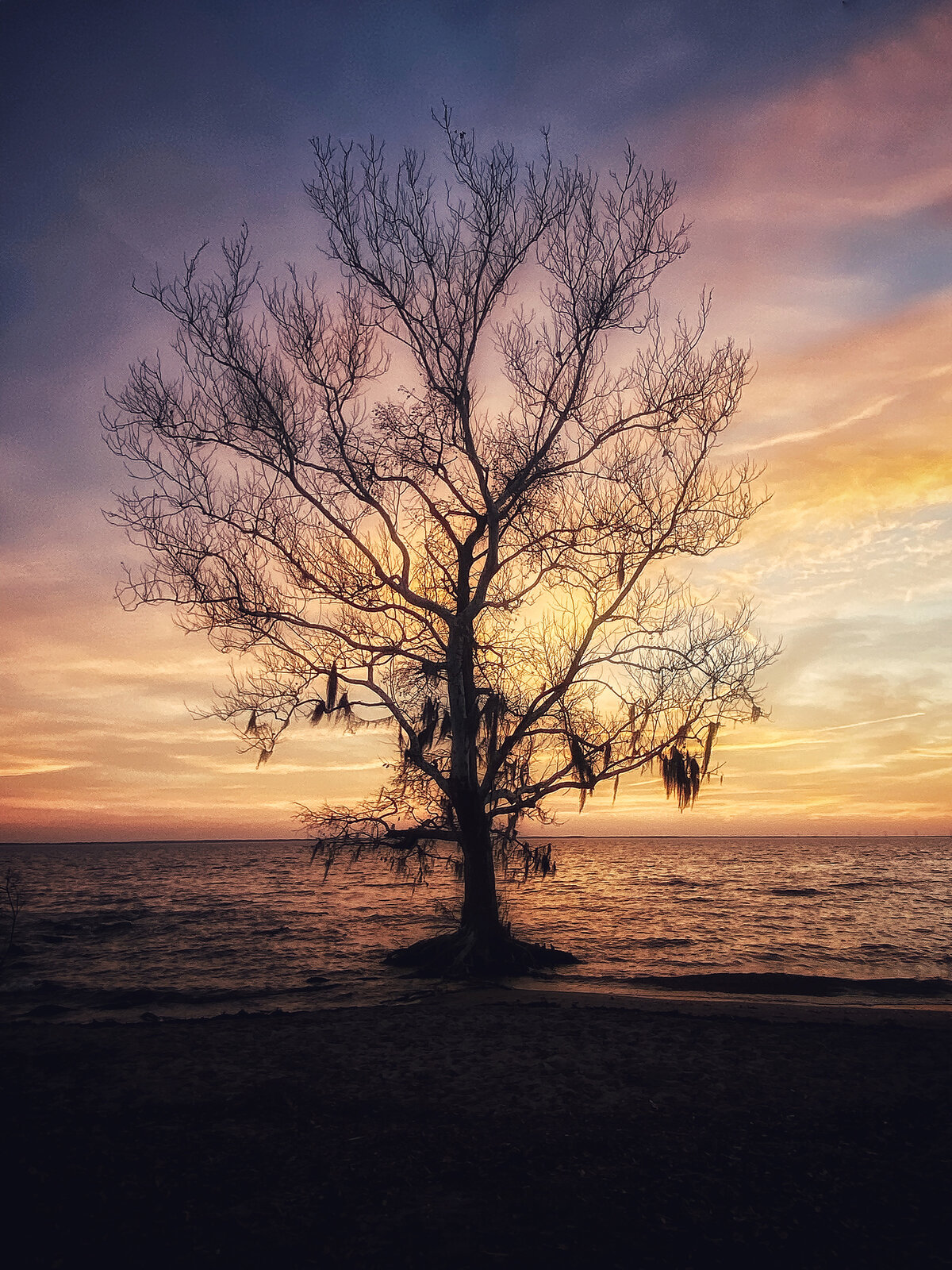 Sound Tree at Sunset