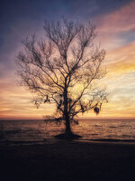 Sound Tree at Sunset