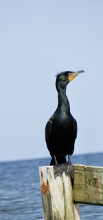 Posing Cormorant