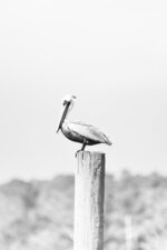 Pelican on the Post