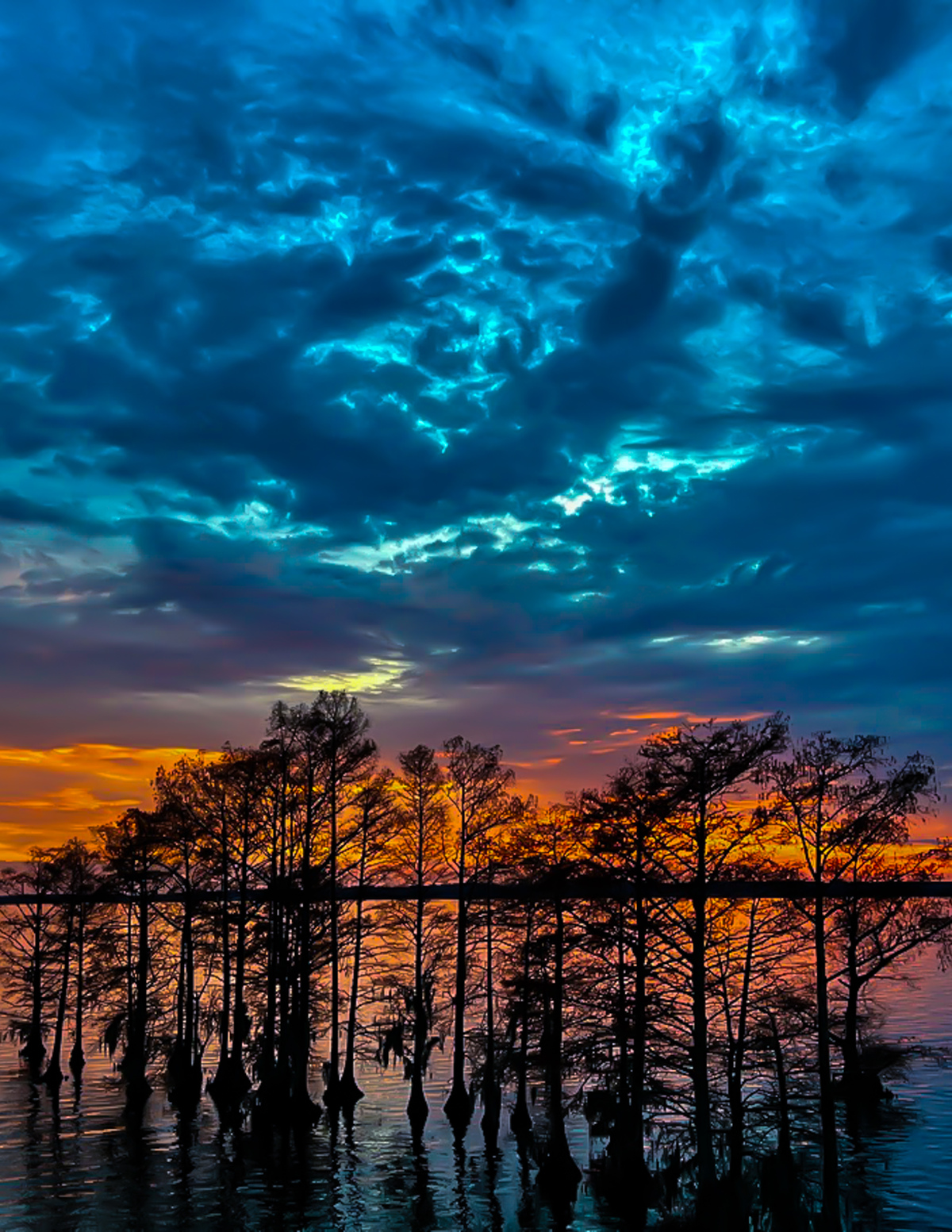 Cypress Twilight