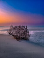 Driftwood Tangle