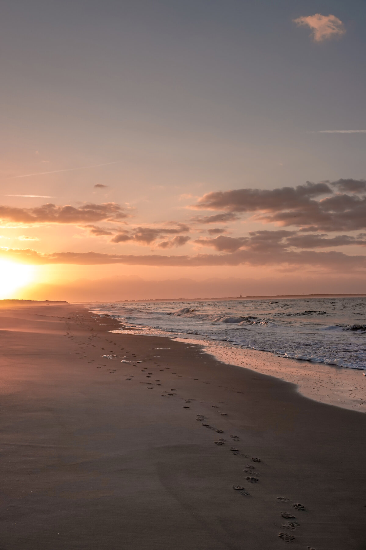 Paw Prints at Sunrise