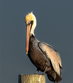 Pelican