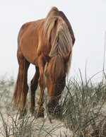 Mustang Grazing
