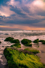 Sea Moss Sunset
