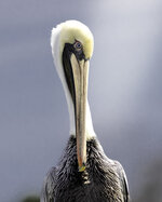 The Pelican Pose